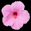 🌸 Эмодзи «flowers #flowers #цветы» для Telegram