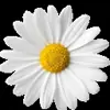 🌸 Эмодзи «flowers #flowers #цветы» для Telegram
