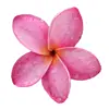 🌸 Эмодзи «flowers #flowers #цветы» для Telegram