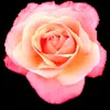 🌸 Эмодзи «flowers #flowers #цветы» для Telegram