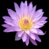 🌸 Эмодзи «flowers #flowers #цветы» для Telegram