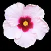 🌸 Эмодзи «flowers #flowers #цветы» для Telegram