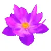 🌸 Эмодзи «flowers #flowers #цветы» для Telegram