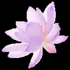 🌸 Эмодзи «flowers #flowers #цветы» для Telegram