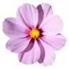 🌸 Эмодзи «flowers #flowers #цветы» для Telegram