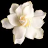 🌸 Эмодзи «flowers #flowers #цветы» для Telegram