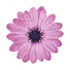 🌸 Эмодзи «flowers #flowers #цветы» для Telegram