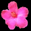 🌸 Эмодзи «flowers #flowers #цветы» для Telegram
