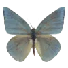 🦋 Эмодзи «Thats Life» для Telegram