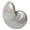 🐚 Эмодзи «Thats Life» для Telegram