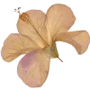 🌸 Эмодзи «Thats Life» для Telegram