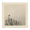 🎞️ Эмодзи «Thats Life» для Telegram