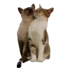 🐈 Эмодзи «Thats Life» для Telegram