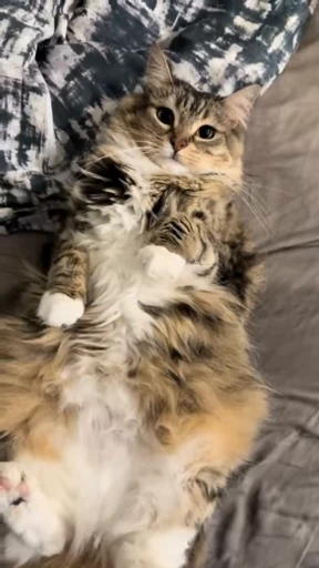Стикерпак Luna the Oriental Cat для Telegram — скачать