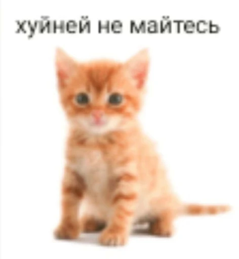 😺 Стикер «Луна» для Telegram