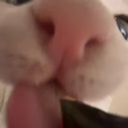 😸 Стикер «Луна» для Telegram