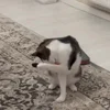🤩 Эмодзи «Luna» для Telegram