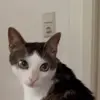 🤩 Эмодзи «Luna» для Telegram