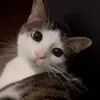 🤩 Эмодзи «Luna» для Telegram