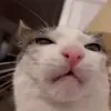 🤩 Эмодзи «Luna» для Telegram