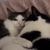 🤩 Эмодзи «Luna» для Telegram