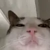 🤩 Эмодзи «Luna» для Telegram