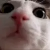 🤩 Эмодзи «Luna» для Telegram
