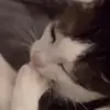 🤩 Эмодзи «Luna» для Telegram