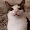 🤩 Эмодзи «Luna» для Telegram