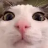🤩 Эмодзи «Luna» для Telegram
