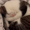 🤩 Эмодзи «Luna» для Telegram