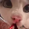 🤩 Эмодзи «Luna» для Telegram