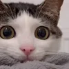 🤩 Эмодзи «Luna» для Telegram