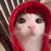 🤩 Эмодзи «Luna» для Telegram