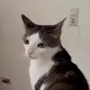 🤩 Эмодзи «Luna» для Telegram