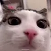 Эмодзи Luna для Telegram — скачать
