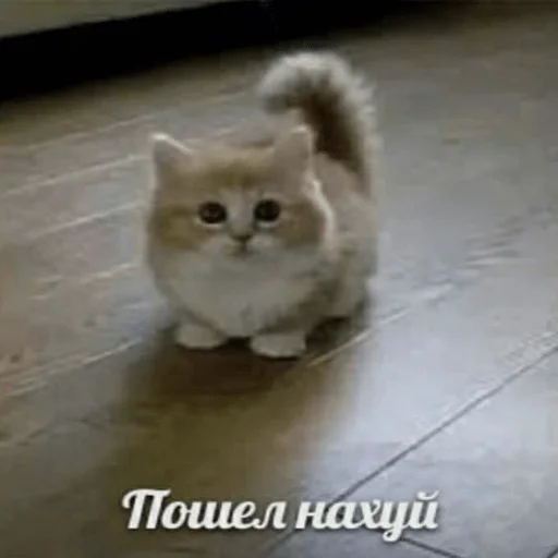 😠 Стикер «пихуй» для Telegram
