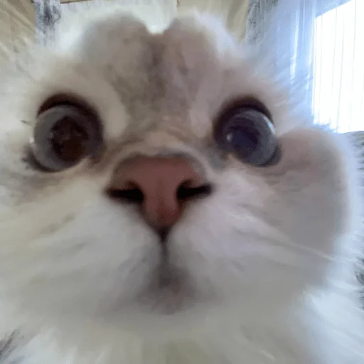 😳 Стикер «пихуй» для Telegram