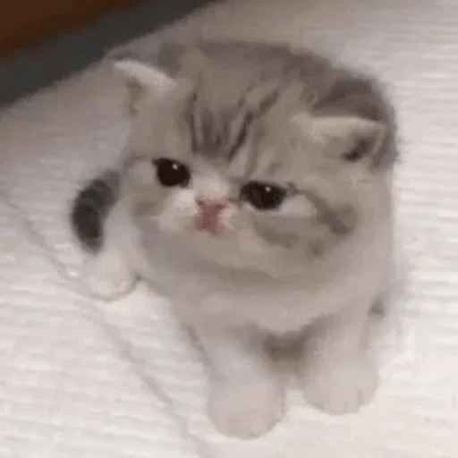 🙇‍♀️ Стикер «пихуй» для Telegram