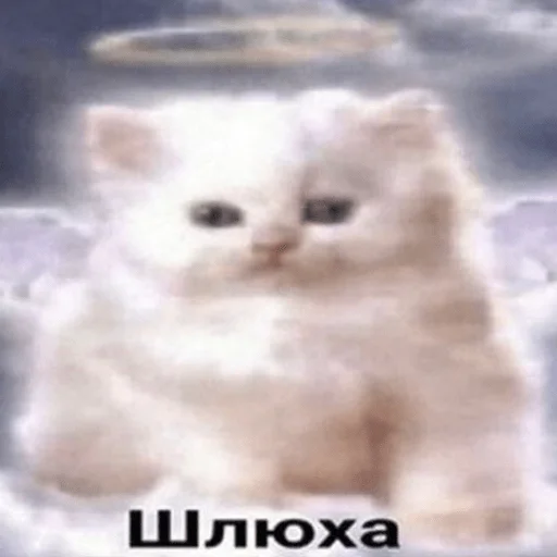 🥺 Стикер «пихуй» для Telegram