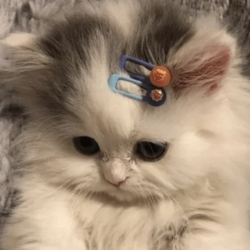 🥺 Стикер «пихуй» для Telegram