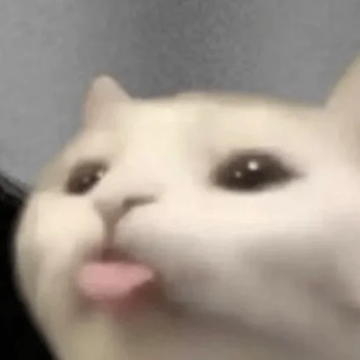 👅 Стикер «пихуй» для Telegram
