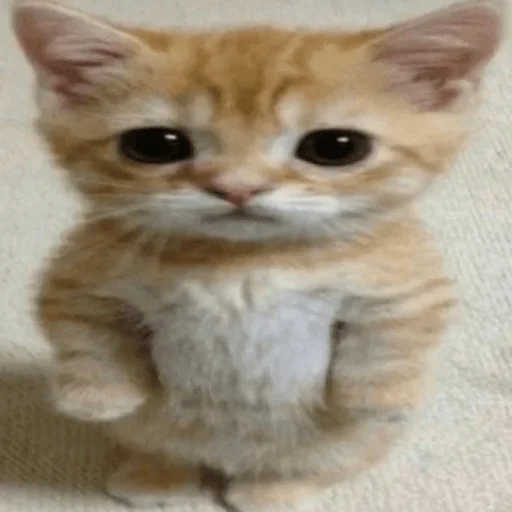 🥺 Стикер «пихуй» для Telegram