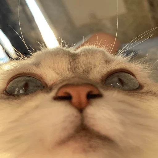 🥲 Стикер «пихуй» для Telegram