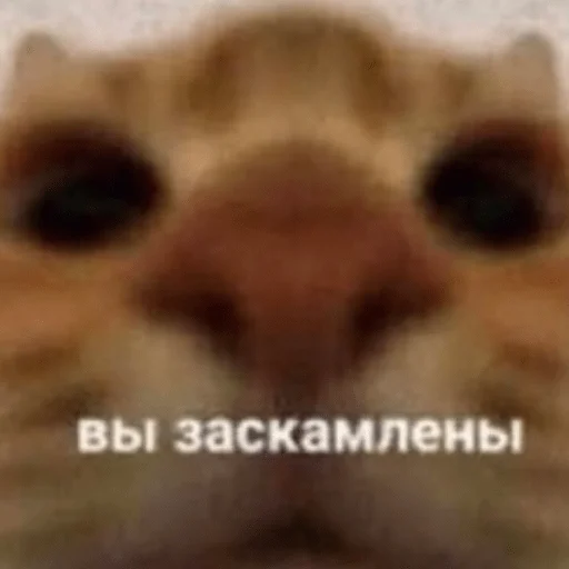 💸 Стикер «пихуй» для Telegram