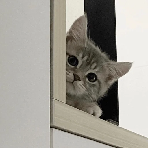 🛌 Стикер «пихуй» для Telegram