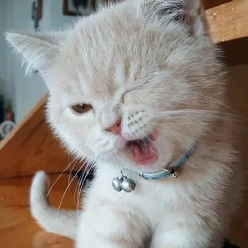 🥺 Стикер «котеки» для Telegram