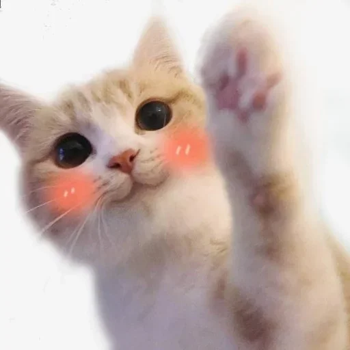 ☺️ Стикер «котеки» для Telegram