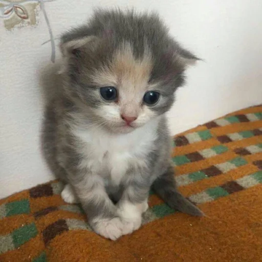 ☺️ Стикер «котеки» для Telegram