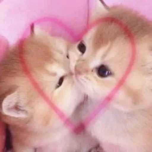 💓 Стикер «котеки» для Telegram